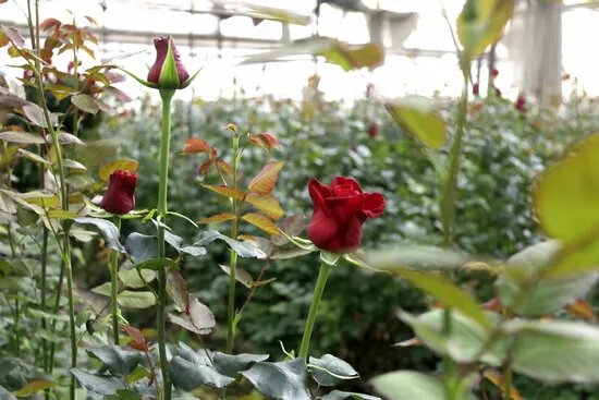 La producció local de rosa de Sant Jordi cau un 60% en tres anys i només resisteix un productor a l'Alt Maresme