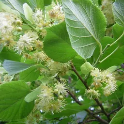 Amics Arbres - El til·ler, en alemany “Linde” (Tilia platyphyllos i Tilia cordata) 23/5/2024 - episode art