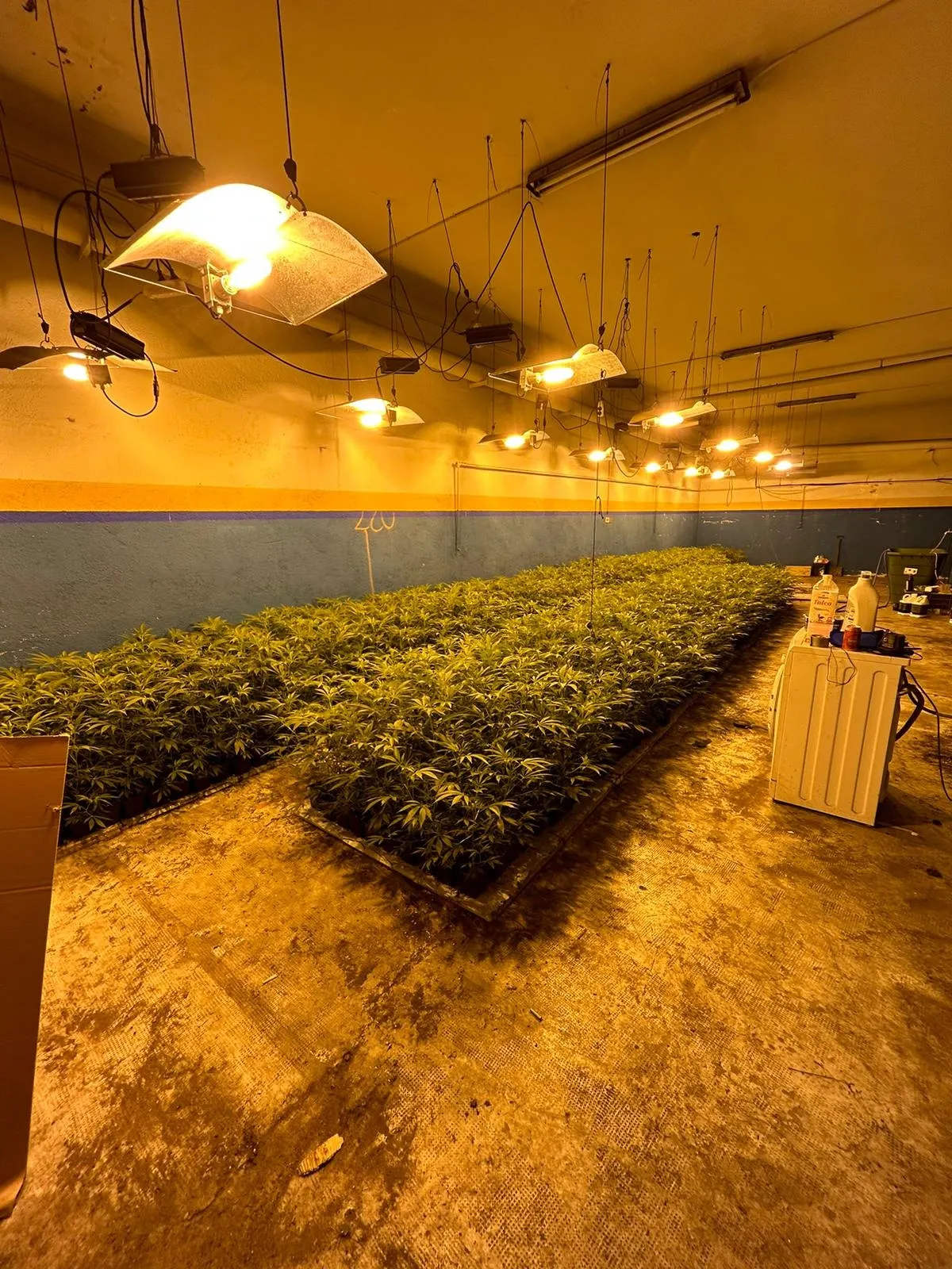 Mossos d'esquadra i policia local incauten una plantació de marihuana en una operació a Pineda