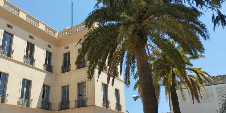 El Xifré es queda sense palmeres