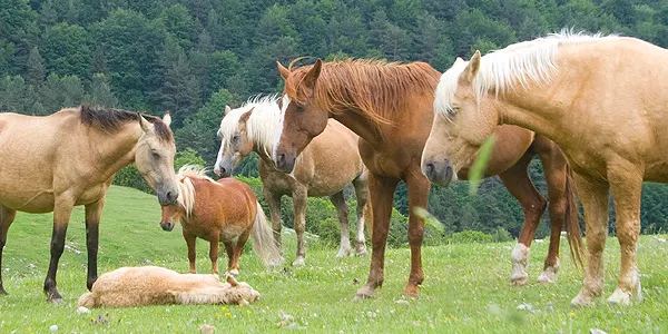 Una quarantena de cavalls faran la transhumància de l'Alt Urgell al Berguedà