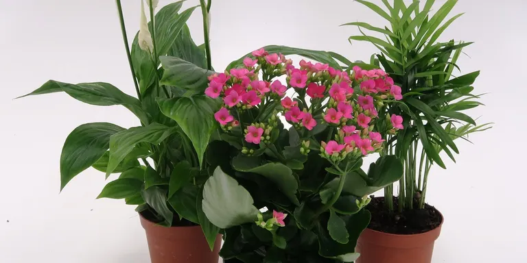 Plantes Bada ha enviat 9.000 plantes a 3.000 nens i nenes de tot Espanya perquè poguessin participar al repte proposat per Ágata des de La Vanguardia