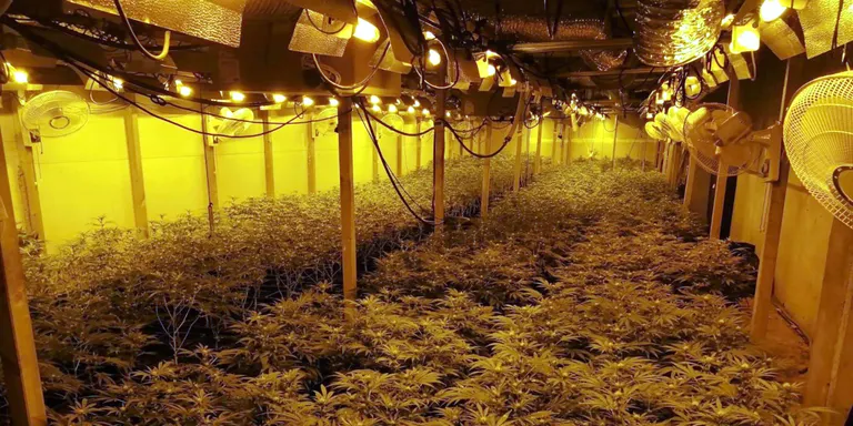 Dos detinguts per cultivar més de 1.800 plantes en un hivernacle dins una nau ocupada de Sant Hilari Sacalm