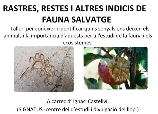 Taller de rastres, restes i altres indicis de fauna salvatge al Montnegre