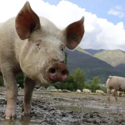 Esmicolant Productes amb la Cori Guiu - El porc - episode art
