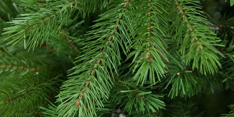 Reciclatge de l’arbre de Nadal
