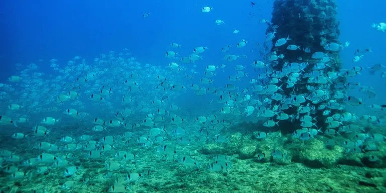 Natural Art Reef rep una subvenció per a la recerca marina