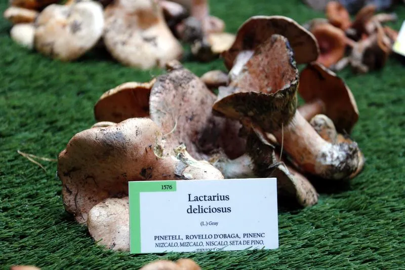 Els boscos recuperen una bona producció de bolets després de la sequera, però perden espècies habituals de la tardor