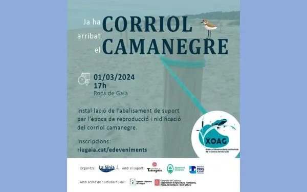 El corriol camanegre torna a la platja d'Altafulla per sisè any consecutiu