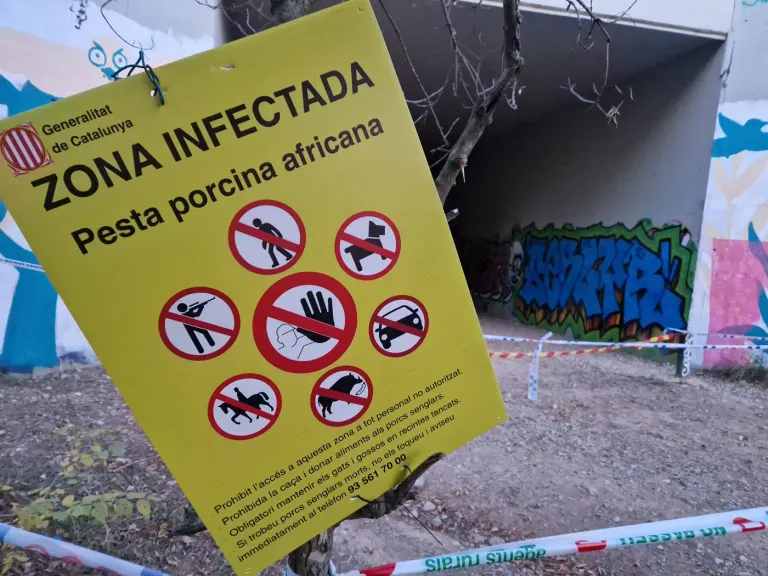 La pesta porcina torna a acostar-se a Rubí amb un positiu a tocar de la frontera amb Sant Cugat