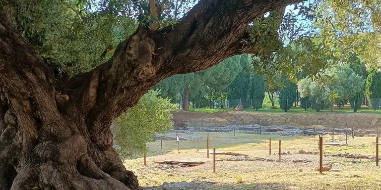 La investigadora Antònia Ninot pronuncia avui una conferencia sobre la biodiversitat de l’olivera