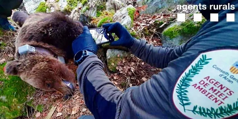 La jutgessa de Vielha declara el secret d'actuacions pel cas de la mort de l'ós Cachou