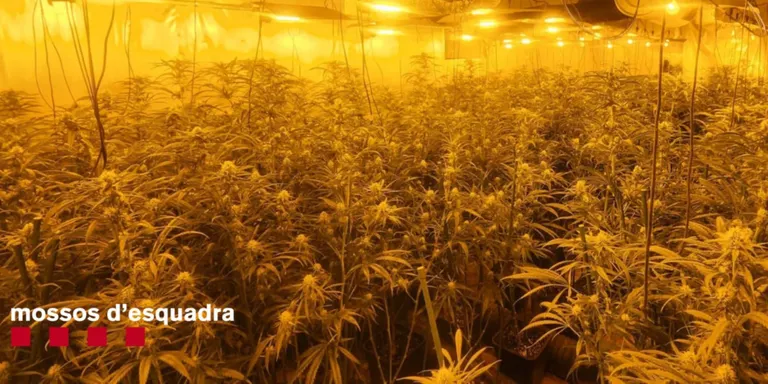 Dos detinguts i més de 700 plantes requisades d'un cultiu de marihuana a Lloret de Mar