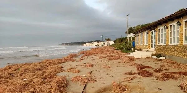El temporal acumula tones de sorra i cymodocea a la platja d’Altafulla