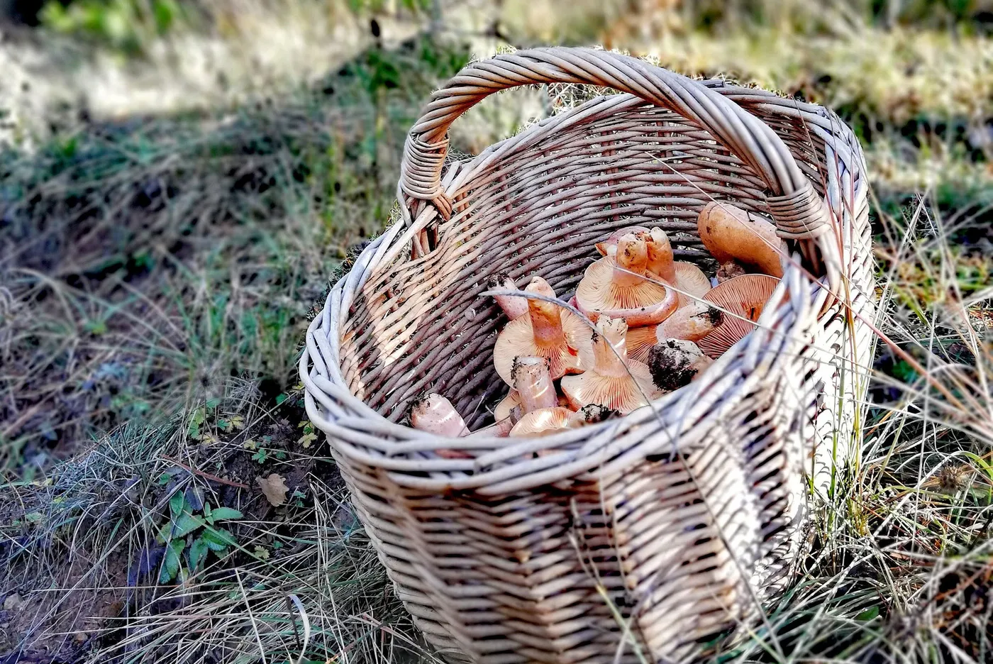 El canvi climàtic podria disminuir la producció de ceps i pinetells, espècies que neixen a major altitud