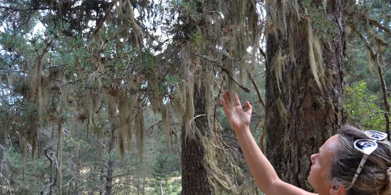 L'Alt Urgell participa en la promoció dels "banys de bosc' amb sortides per Pallerols