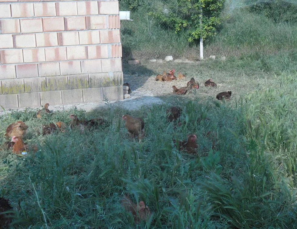 <strong>L'Escola Agrària del Solsonès organitza un curs sobre gestió i maneig d'explotacions de pollastre ecològic</strong>