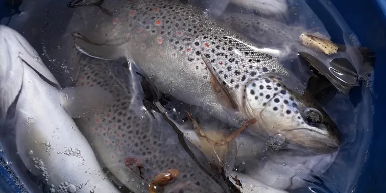 Rescatats més de 1.200 peixos a la central hidràulica de Bossòst