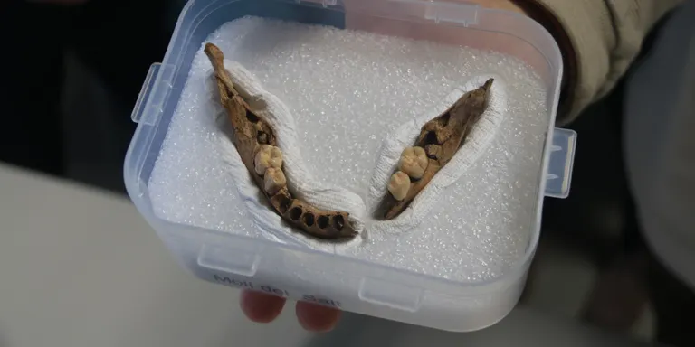 Troben al jaciment del Molí de Salt una mandíbula d'Homo sapiens de fa 15.000 anys