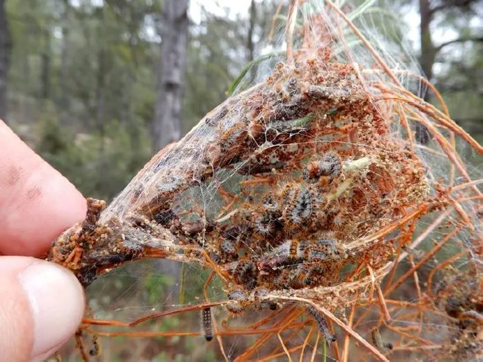 L'eficàcia dels tractaments aeris pel control de la processionària és superior al 80%
