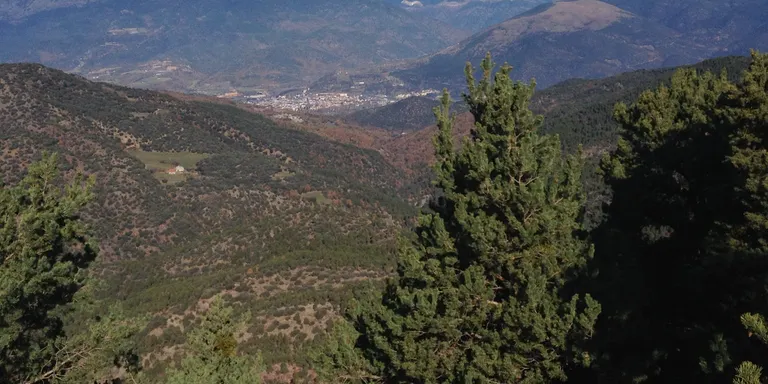 La subhasta conjunta de fusta del Pirineu ven 14.000 m3 de 12 entitats locals