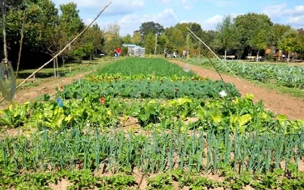 Foto: Hort de La Sínia
