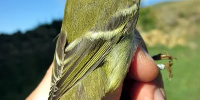 Capturen a la Vall Fosca un petit ocell insectívor siberià inèdit al Pirineu ibèric