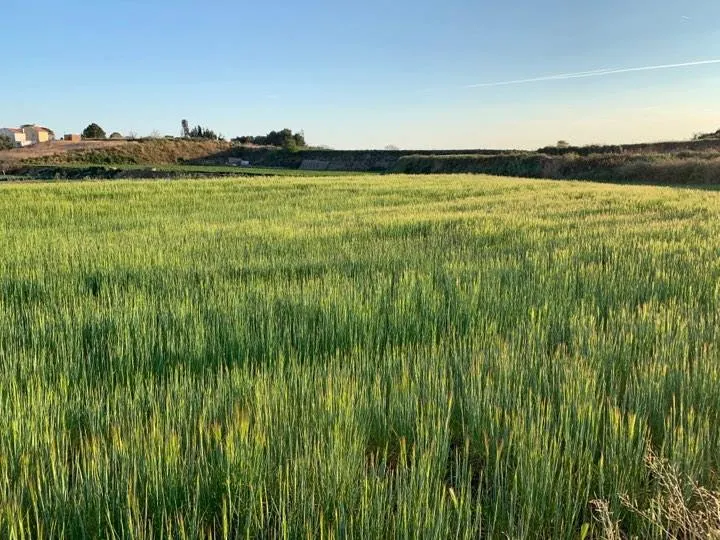 Temps d'estiu i bona mar