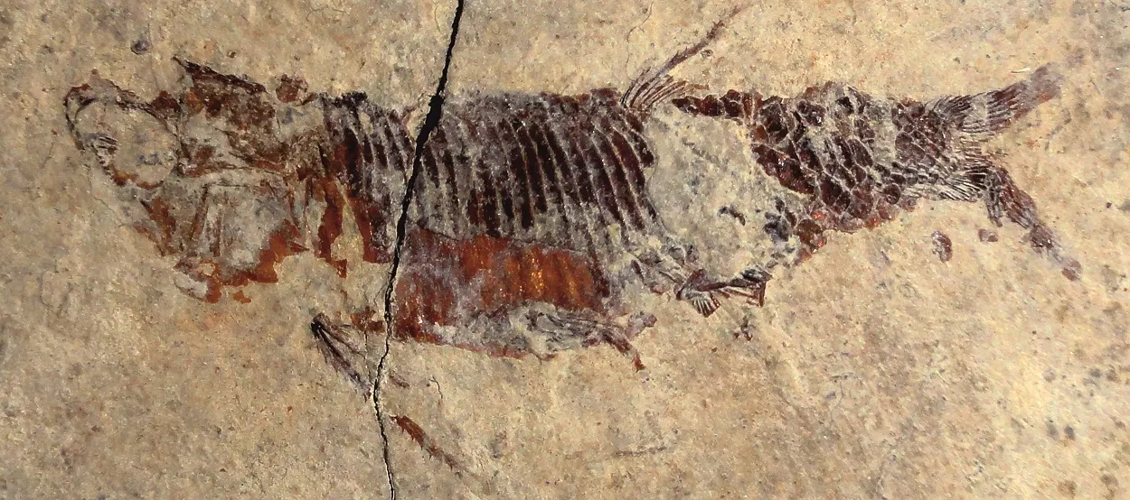 Excaven més de 450 fòssils de la fauna marina que va viure fa 237 milions d'anys a Odèn