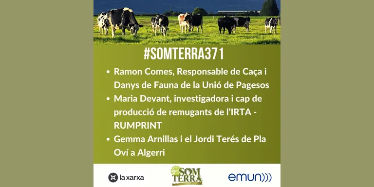 Som Terra 371