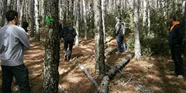 Boscos del Pallars Jussà i l'Alta Ribagorça, afectats per la sequera de l'estiu passat
