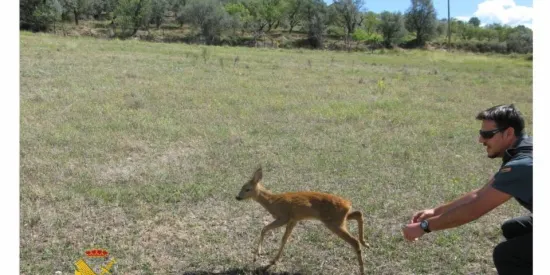 Recuperen i retornen al medi natural una cria de cabirol que s'havia perdut a la Pobla de Segur