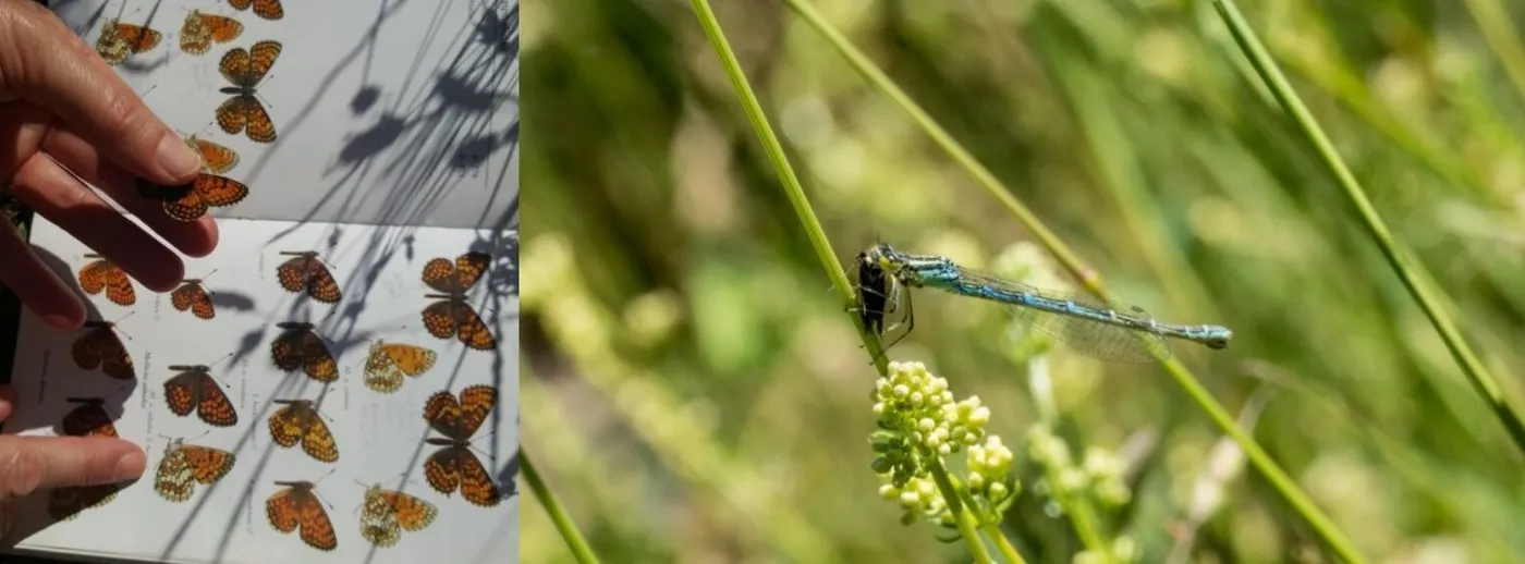 El GNS organitza una activitat familiar a Lladurs per observar la natura