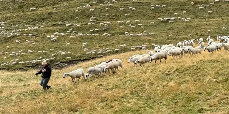 Ramaders del Pallars denuncien que un fil evita el pas del bestiar per una cabanera que han fet servir sempre