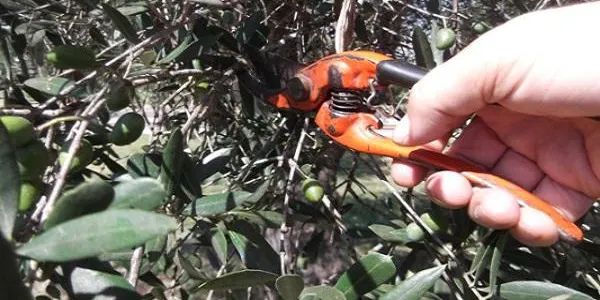 Altafulla disposarà a partir del dilluns 17 de novembre d’un servei de recollida de poda domèstica porta a porta