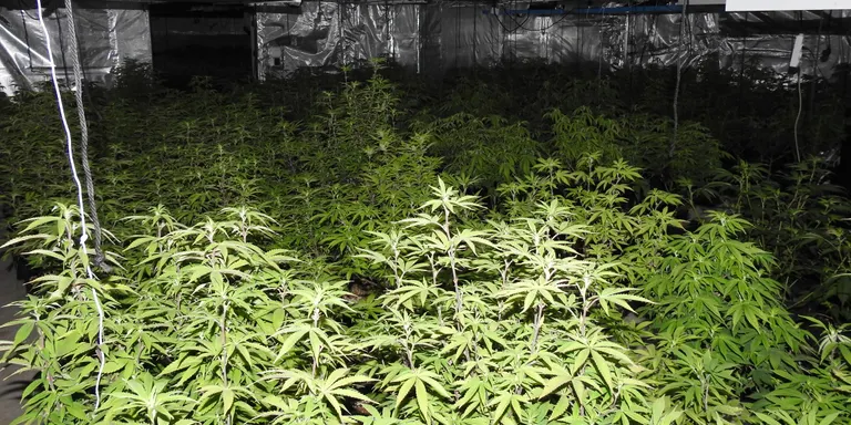 Els Mossos d’Esquadra desmantellen una plantació de marihuana a Arenys de Munt