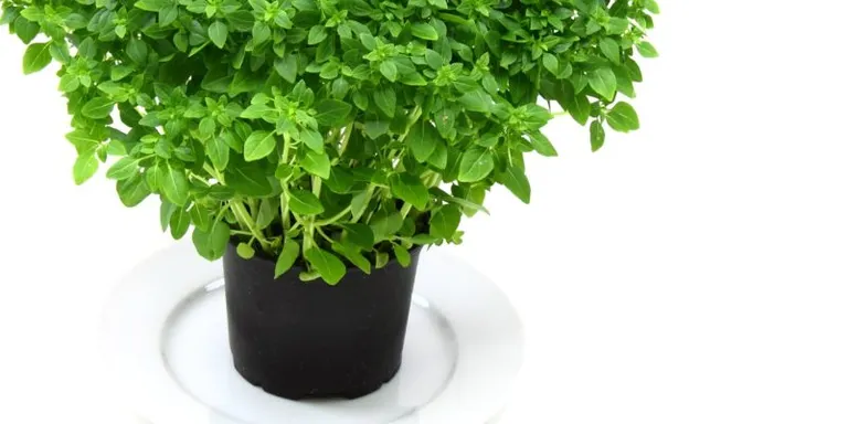 El CTFC crea un catàleg online amb prop de 200 plantes aromàtiques i medicinals
