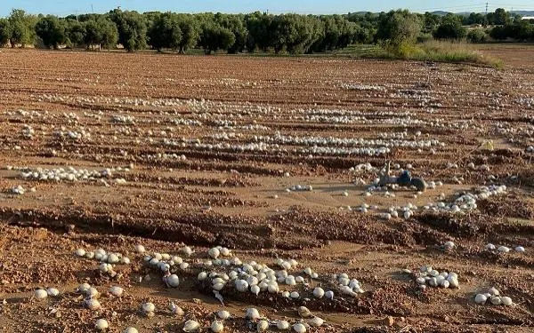 Foto: Horta Blanch