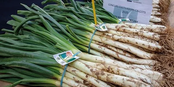 L'Horta Blanch s'endú el tercer premi del concurs de cultivadors de calçots de Valls