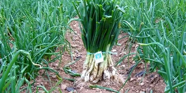 El territori dóna el tret de sortida oficial a la temporada de calçots
