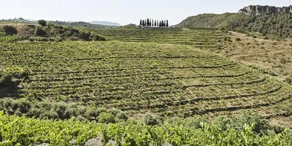La DOQ Priorat preveu una bona verema tant de volum com de qualitat