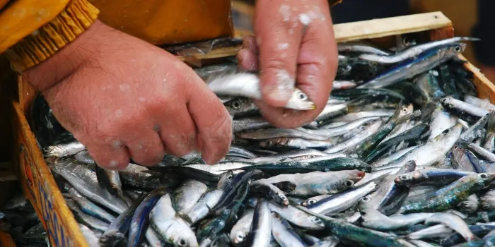 La Confraria de Pescadors d’Arenys es reuneix amb Direcció General de Pesca per la caiguda de les captures de peix blau