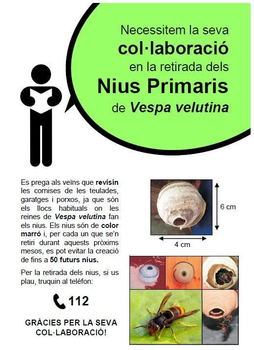 S'alerta de l'expansió de la vespa asiàtica i es fa una crida a eliminar nius primaris