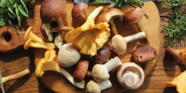Els bolets seran els protagonistes de les jornades gastronòmiques de tardor a Altafulla