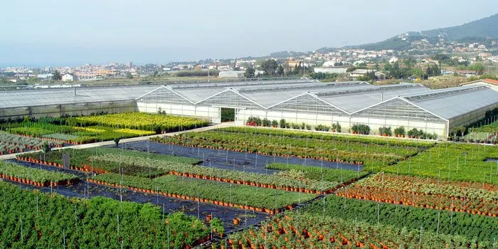 El Glòria deixa danys milionaris en el sector de la Planta maresmenca