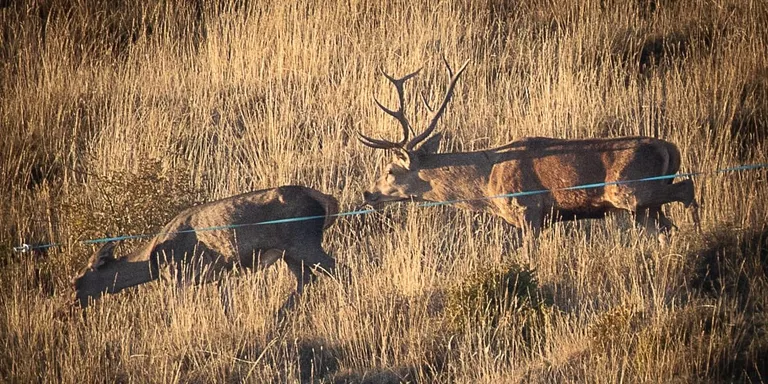 Publicades les bases d'adjudicació de permisos de caça a les reserves del Cadí i de Cerdanya-Alt Urgell