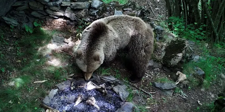 Un estudi amb carnívors salvatges fet al Pallars Sobirà permetrà modelitzar el seu comportament a la prehistòria