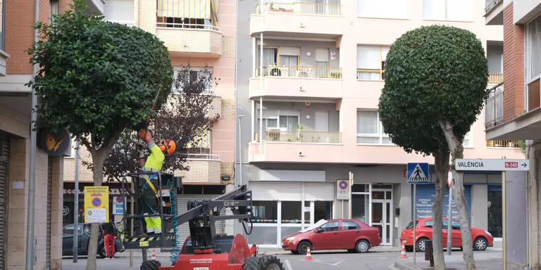Comença la campanya de poda de l’arbrat viari