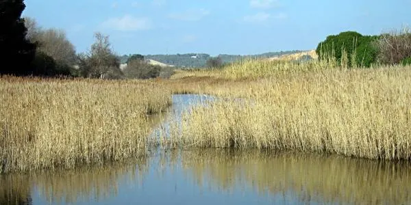 L’ACA i Repsol alliberaran un cabal generador extraordinari al riu Gaià per millorar-ne la qualitat ambiental
