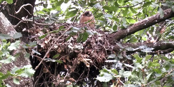Nova espècie d’àguila al Parc del Montnegre i el Corredor